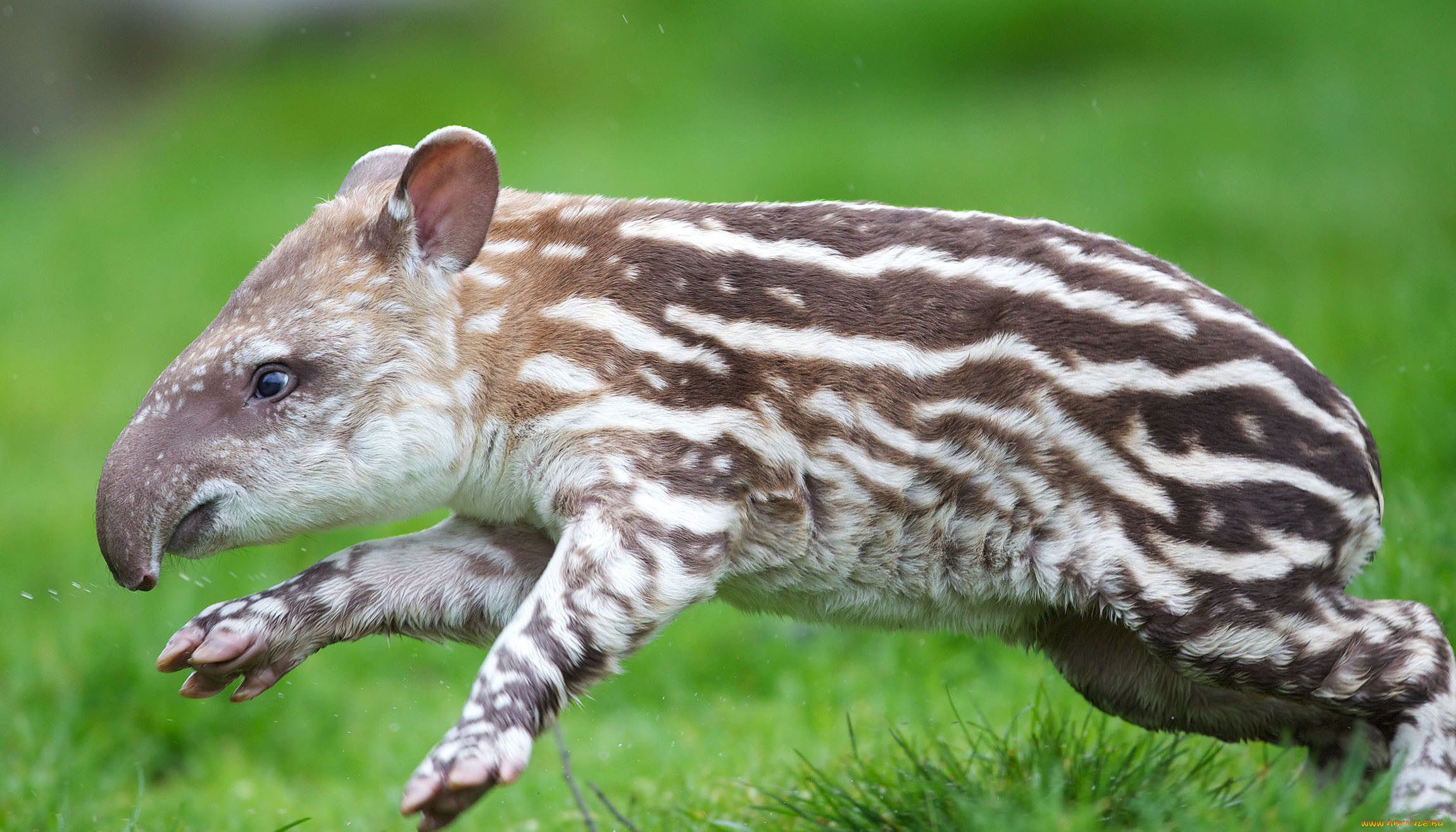 tapir, , , , , , 